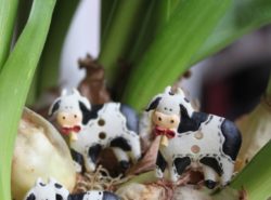 Boutons - Vaches 1