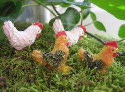 Boutons - Poules 1