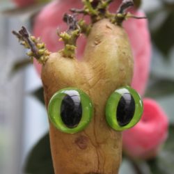 Yeux de félins