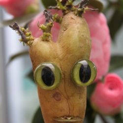 Yeux verts de félins