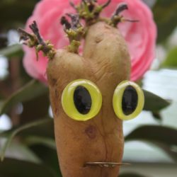 Yeux fluos de félins