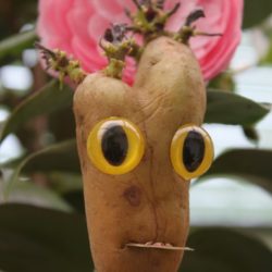 Yeux jaunes de félins