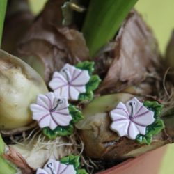Boutons - Fleurs