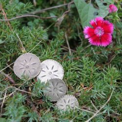 Bouton - Métal en soleil bronze