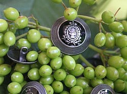 Bouton - Métal blason noir et vieil argent